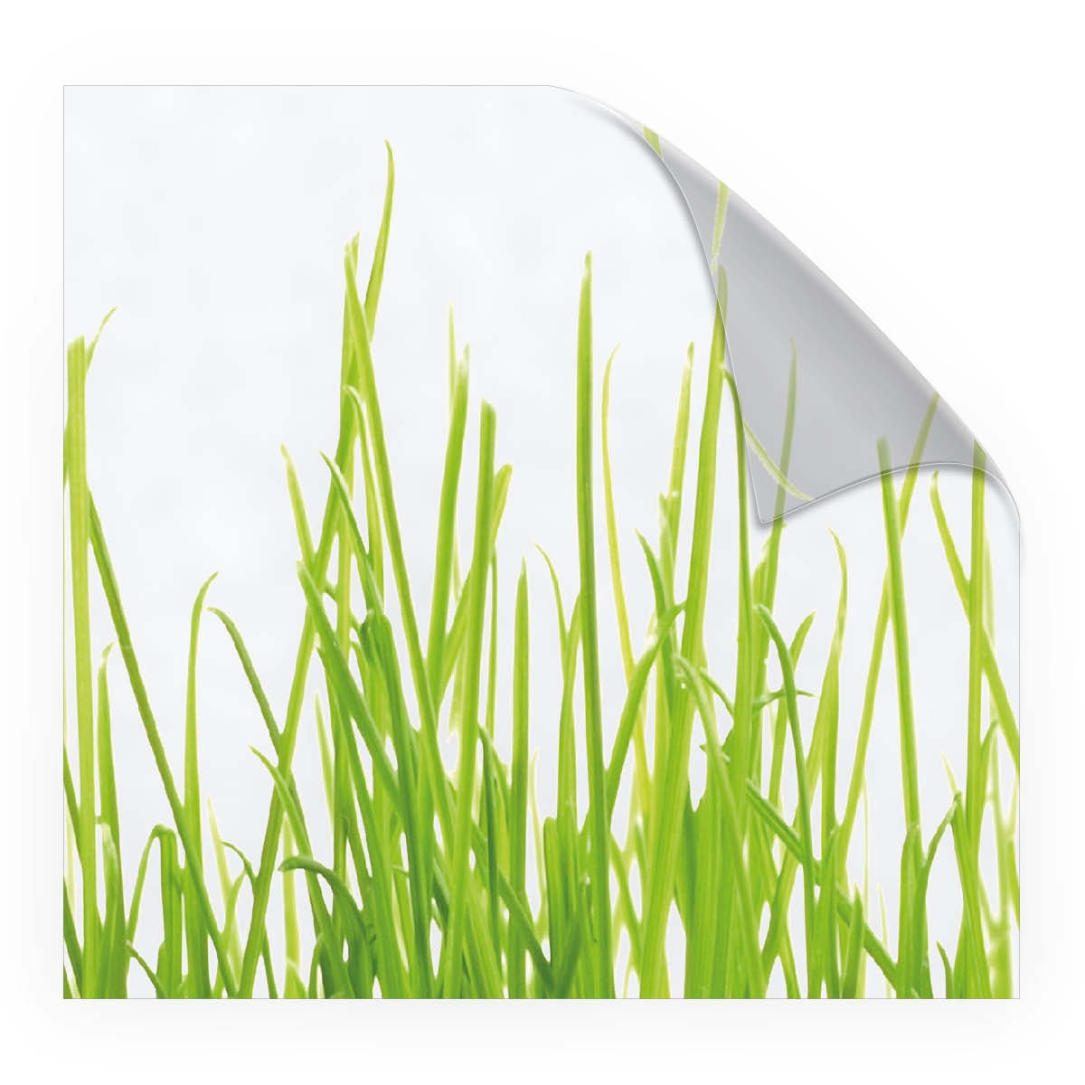 Look Gras