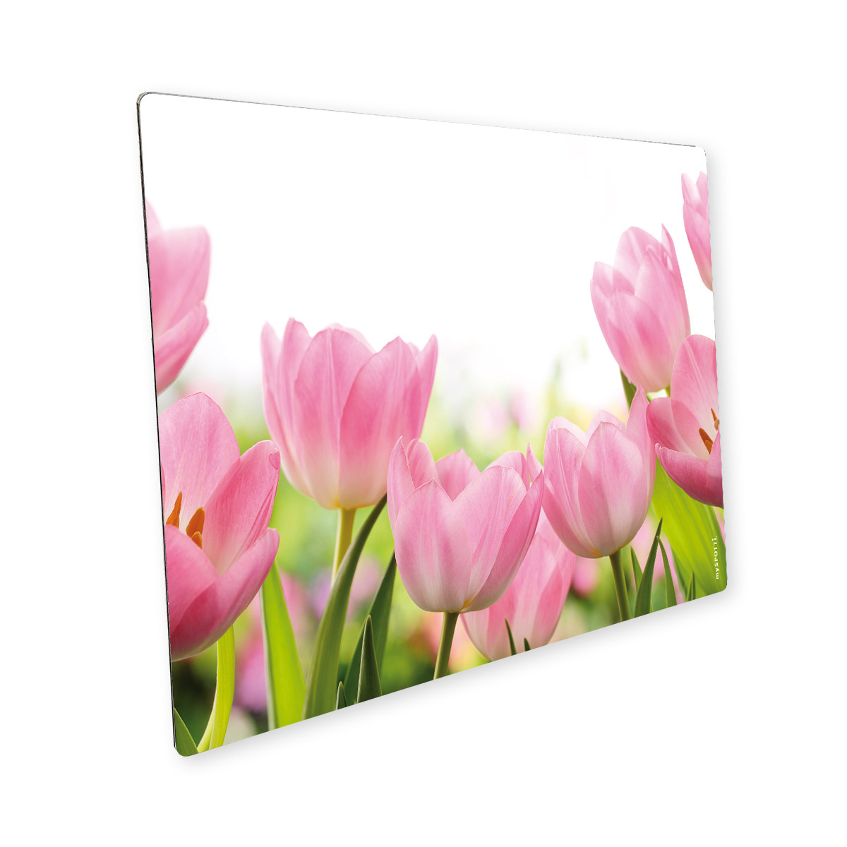 Pop Tulpenfeld