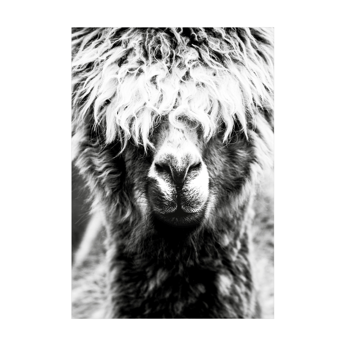 Artfix Leonor