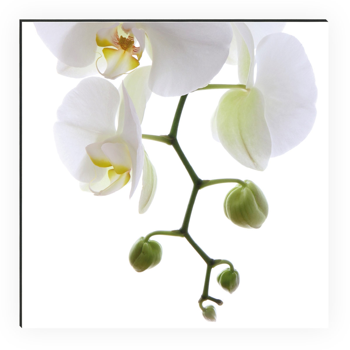 Shower Orchidee Phala