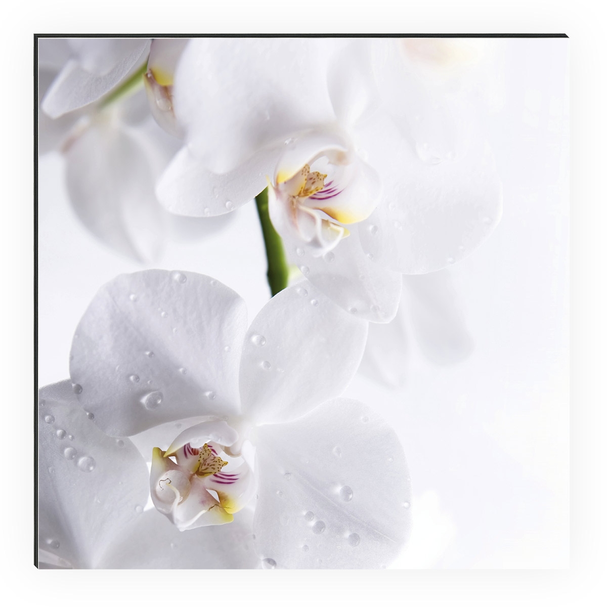 Shower Aquaorchid