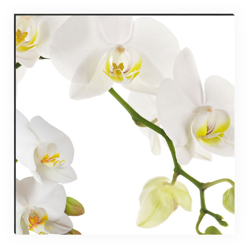 Kitchen Panel Orchidee Weiß
