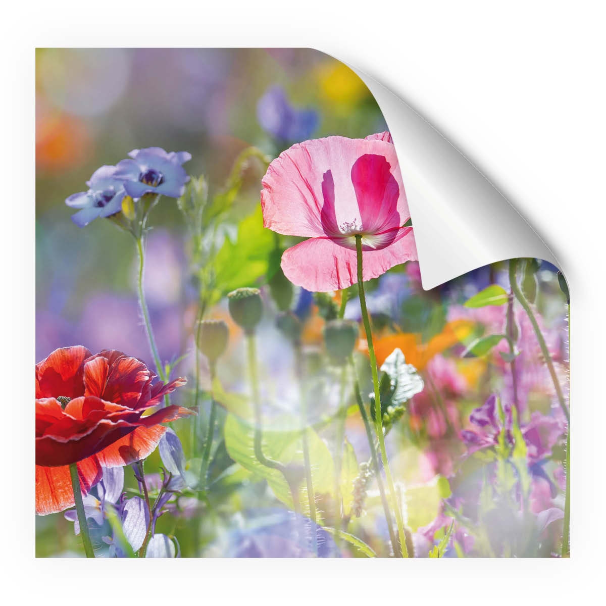 Fixy Summer Meadow