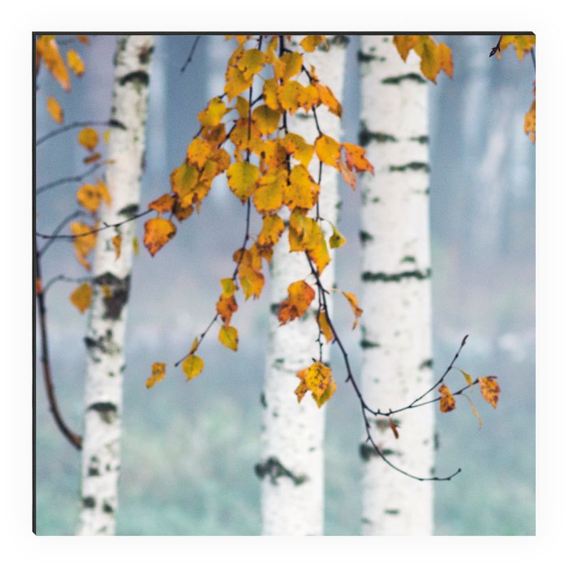 Kitchen Panel Birkenwald
