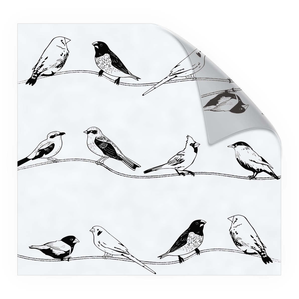 Look Birds Black