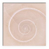 Shower Schnecke 1 Shower Schnecke 1