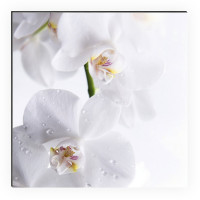 Shower Aquaorchid 1 Shower Aquaorchid 1